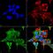 Adrenoceptor Alpha 2C antibody, MA5-27724, Invitrogen Antibodies, Immunofluorescence image 