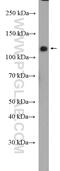 Contactin-associated protein-like 3 antibody, 27410-1-AP, Proteintech Group, Western Blot image 