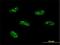 PWP1 Homolog, Endonuclein antibody, H00011137-M01, Novus Biologicals, Immunocytochemistry image 