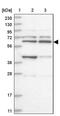 Zinc Finger Protein 500 antibody, PA5-57297, Invitrogen Antibodies, Western Blot image 
