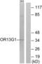 Olfactory Receptor Family 13 Subfamily G Member 1 antibody, abx015403, Abbexa, Western Blot image 