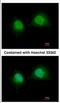 General Transcription Factor IIA Subunit 1 antibody, NBP2-16760, Novus Biologicals, Immunofluorescence image 