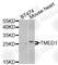 Transmembrane P24 Trafficking Protein 1 antibody, A9963, ABclonal Technology, Western Blot image 