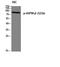 Heat Shock Protein 90 Alpha Family Class B Member 1 antibody, A01692S226, Boster Biological Technology, Western Blot image 