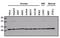 Cell Division Cycle 42 antibody, GTX54514, GeneTex, Western Blot image 