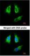 Tyrosine 3-Monooxygenase/Tryptophan 5-Monooxygenase Activation Protein Beta antibody, NBP1-33454, Novus Biologicals, Immunofluorescence image 