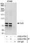 Cullin 2 antibody, A302-475A, Bethyl Labs, Immunoprecipitation image 