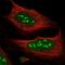 Atlastin-1 antibody, NBP1-91929, Novus Biologicals, Immunofluorescence image 