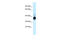 L-lactate dehydrogenase B chain antibody, 30-380, ProSci, Western Blot image 