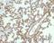 Caveolin 1 antibody, M00179, Boster Biological Technology, Immunohistochemistry frozen image 