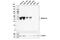 MAGE Family Member A4 antibody, 82491T, Cell Signaling Technology, Western Blot image 