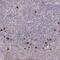 Gpr109 antibody, HPA028660, Atlas Antibodies, Immunohistochemistry frozen image 