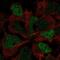 SRY-Box 3 antibody, NBP2-57856, Novus Biologicals, Immunofluorescence image 