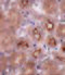 OTU Deubiquitinase 5 antibody, 4811, ProSci, Immunohistochemistry paraffin image 