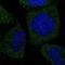 Mannose Phosphate Isomerase antibody, NBP1-85787, Novus Biologicals, Immunofluorescence image 