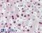 Hes Family BHLH Transcription Factor 4 antibody, LS-B3076, Lifespan Biosciences, Immunohistochemistry paraffin image 