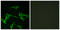 Histamine Receptor H2 antibody, LS-C120730, Lifespan Biosciences, Immunofluorescence image 