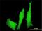 LIM Domain Only 4 antibody, H00008543-M01, Novus Biologicals, Immunofluorescence image 