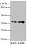 Regulation Of Nuclear Pre-MRNA Domain Containing 1B antibody, CSB-PA878854HA01HU, Cusabio, Western Blot image 