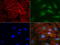 RNA Transcription, Translation And Transport Factor antibody, LS-C796919, Lifespan Biosciences, Immunofluorescence image 