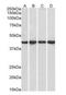 Nuclear inhibitor of protein phosphatase 1 antibody, orb18573, Biorbyt, Western Blot image 