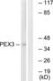 Peroxisomal Biogenesis Factor 3 antibody, LS-C120198, Lifespan Biosciences, Western Blot image 