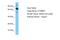 Cortactin Binding Protein 2 antibody, A12071, Boster Biological Technology, Western Blot image 