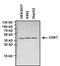 Cyclin Dependent Kinase 7 antibody, MA3-001, Invitrogen Antibodies, Western Blot image 