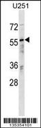 RAN Binding Protein 3 antibody, 58-439, ProSci, Western Blot image 