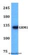 Glutamate Metabotropic Receptor 1 antibody, A03049-2, Boster Biological Technology, Western Blot image 