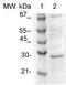 Tumor Protein D52 antibody, TA354516, Origene, Western Blot image 