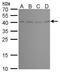 BRISC And BRCA1 A Complex Member 1 antibody, NBP2-43622, Novus Biologicals, Western Blot image 