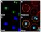 Siah E3 Ubiquitin Protein Ligase 2 antibody, NB110-88113, Novus Biologicals, Immunocytochemistry image 