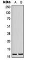 Basic Transcription Factor 3 Like 4 antibody, GTX55234, GeneTex, Western Blot image 