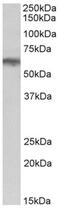 Adrenoceptor Alpha 1B antibody, AP32156PU-N, Origene, Western Blot image 