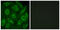 Cadherin Related 23 antibody, abx013920, Abbexa, Immunofluorescence image 