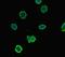 Sodium Leak Channel, Non-Selective antibody, orb45233, Biorbyt, Immunofluorescence image 