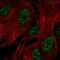 Zinc Finger Protein 441 antibody, NBP2-56529, Novus Biologicals, Immunofluorescence image 