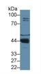 Paraoxonase 1 antibody, LS-C304087, Lifespan Biosciences, Western Blot image 