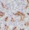 SLC22A5 antibody, FNab05966, FineTest, Immunohistochemistry paraffin image 