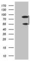 Sp110 nuclear body protein antibody, MA5-26930, Invitrogen Antibodies, Western Blot image 