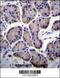 Ribosomal Protein L23 antibody, 56-516, ProSci, Immunohistochemistry frozen image 