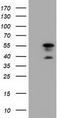 Dynein Cytoplasmic 1 Light Intermediate Chain 1 antibody, LS-C115476, Lifespan Biosciences, Western Blot image 