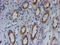 Spermatogenesis And Centriole Associated 1 Like antibody, LS-C173895, Lifespan Biosciences, Immunohistochemistry frozen image 