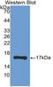 Lymphotoxin Alpha antibody, LS-C296874, Lifespan Biosciences, Western Blot image 