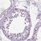 Polo Like Kinase 4 antibody, NBP2-68650, Novus Biologicals, Immunohistochemistry frozen image 