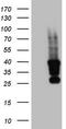 Tet Methylcytosine Dioxygenase 3 antibody, TA803982, Origene, Western Blot image 