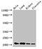 KRAB Box Domain Containing 4 antibody, LS-C395368, Lifespan Biosciences, Western Blot image 