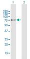 Protein Phosphatase 1 Regulatory Subunit 16B antibody, H00026051-B01P, Novus Biologicals, Western Blot image 