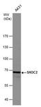 SHOC2 Leucine Rich Repeat Scaffold Protein antibody, PA5-78243, Invitrogen Antibodies, Western Blot image 